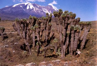Giant Lobelias along the Machame route